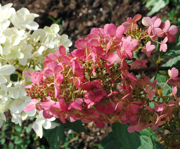 Hydrangea paniculata ‘Pinky Winky’ op stam - Schapenkop-hortensia