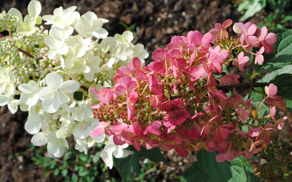 Hydrangea paniculata 'Pinky Winky'.