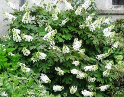 Hydrangea quercifolia ‘Snow Queen’ - eikenbladhortensia