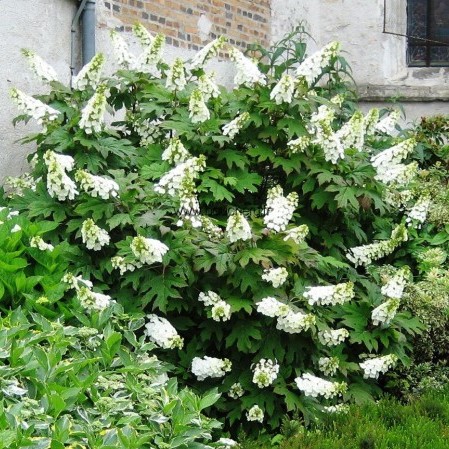 Hydrangea quercifolia ‘Snow Queen’ - eikenbladhortensia