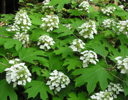 Hydrangea quercifolia - eikenbladhortensia