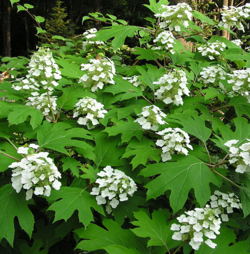 Hydrangea quercifolia - eikenbladhortensia