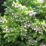 Vele soorten hortensia (Hydrangea) voor bloemen in de tuin.