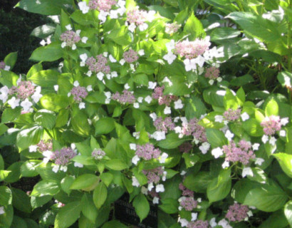 Hydrangea serrata ‘Bluebird’