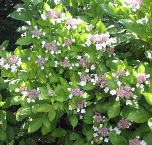 Hydrangea serrata ‘Bluebird’ - hortensia