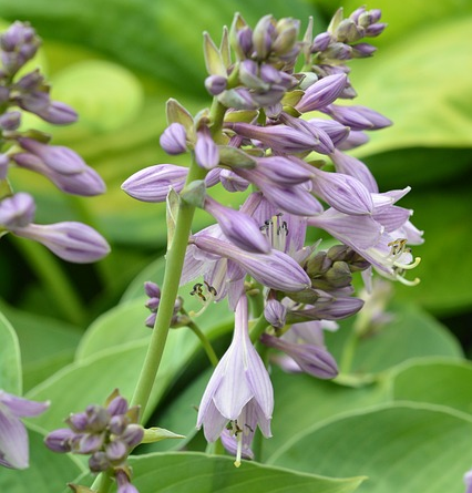 Hosta ‘Sum and Substance’ - hartlelie