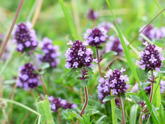 Thymus praecox ‘Coccineus’ - kruiptijm