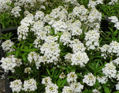 Iberis sempervirens ‘Snowflake’ - scheefkelk