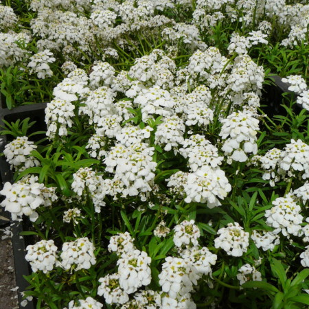 Iberis sempervirens ‘Snowflake’ - scheefkelk