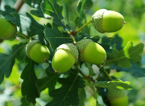 Quercus robur - inlandse eik, zomereik