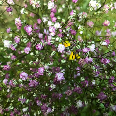 Gypsophila ‘Rosenschleier’ - gipskruid
