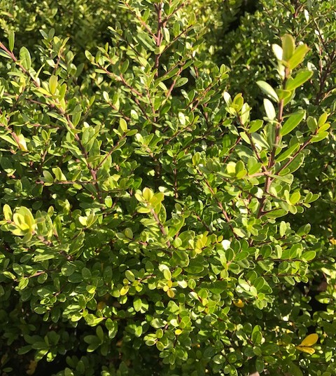 Ilex crenata ‘Dark Green’ pot 9 cm