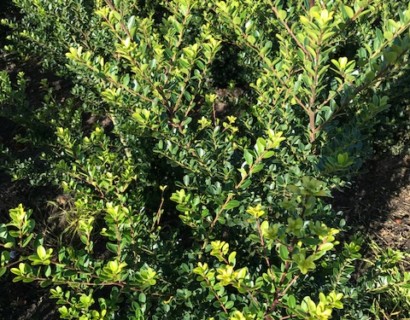 Ilex crenata ‘Green Hedge’ - Japanse hulst