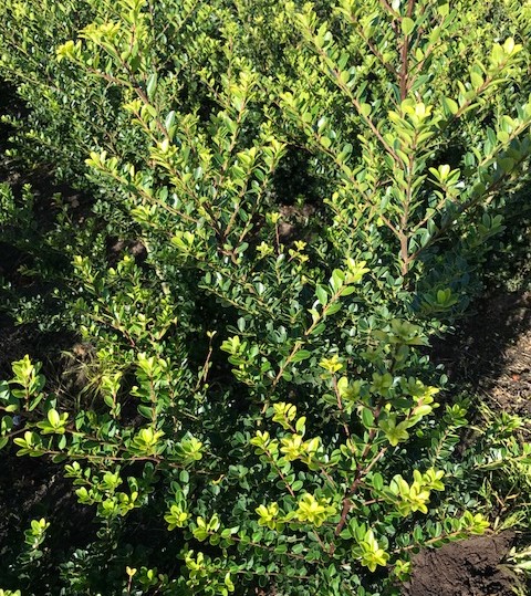 Ilex crenata ‘Green Hedge’ - Japanse hulst