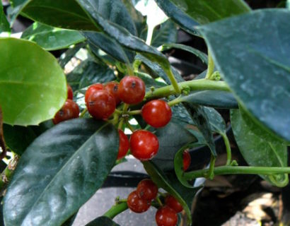 Ilex aquifolium ‘J.C. van Tol’ - hulst