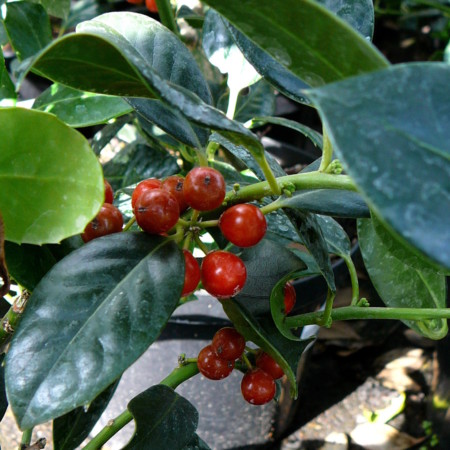 Ilex aquifolium ‘J.C. van Tol’ - hulst