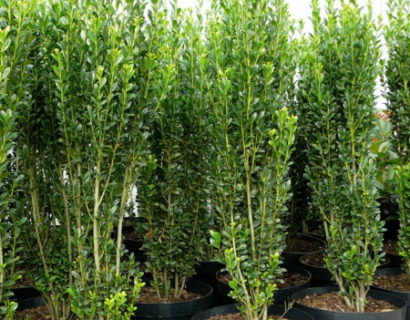 Ilex crenata ‘Fastigiata’ - Japanse hulst