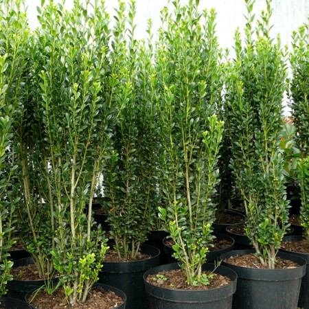 Ilex crenata ‘Fastigiata’ - Japanse hulst