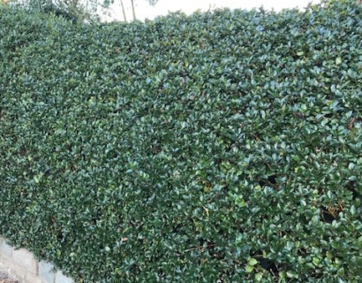 Ilex meserveae ‘Blue Prince’ - hulst