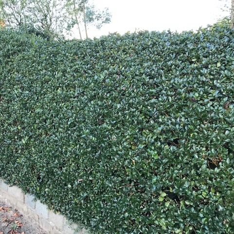 Ilex meserveae ‘Blue Prince’ - hulst