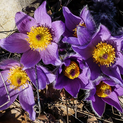 Pulsatilla vulgaris - wildemanskruid