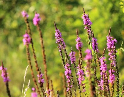 Veronica spicata ‘Rotfuchs’ - Ereprijs