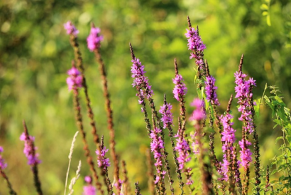 Veronica spicata ‘Rotfuchs’ - Ereprijs