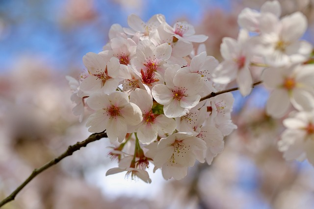 Prunus cistena op stam