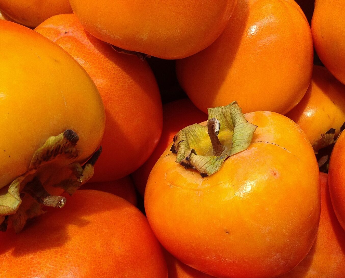 Diospyros  Kaki ‘Ragno’ - Kakiboom