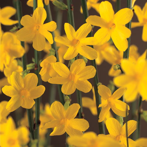 Jasminum nudiflorum - winterjasmijn