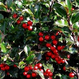 Ilex meserveae ‘Blue Princess’ - hulst