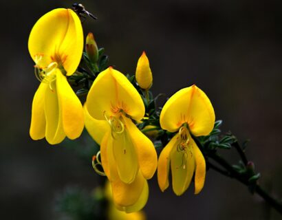 Cytisus ‘Praecox’ - Brem