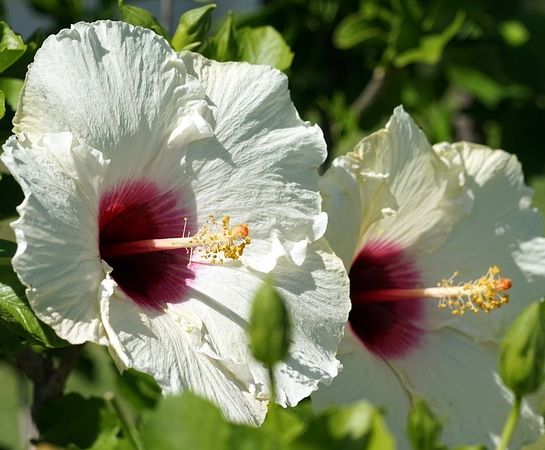 Hibiscus syriacus ‘Red Heart’ - altheastruik, heemstroos