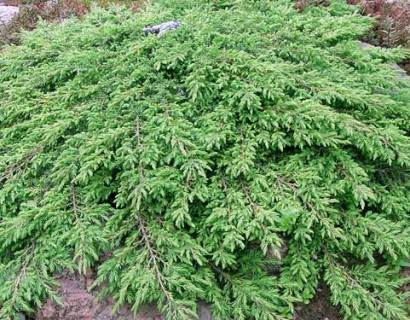 Juniperus communis ‘Green Carpet’ - jeneverbes