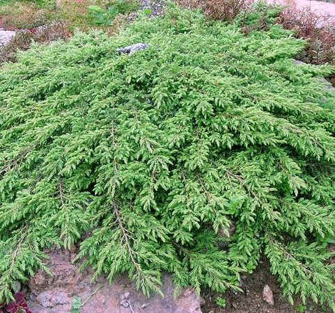 Juniperus communis ‘Green Carpet’ - jeneverbes