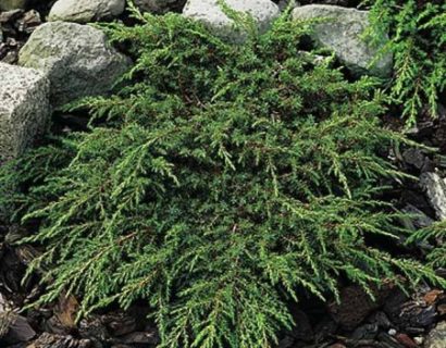 Juniperus communis ‘Repanda’ - jeneverbes