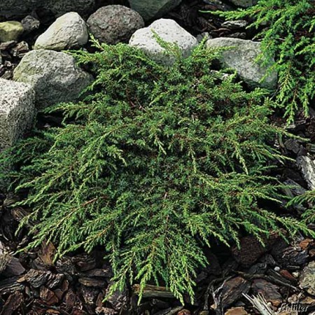 Juniperus communis ‘Repanda’ - jeneverbes