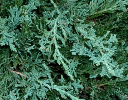 Juniperus horizontalis ‘Wiltonii’ - jeneverbes