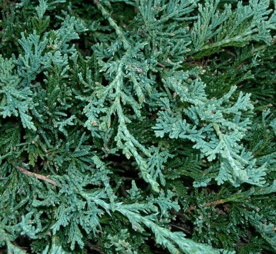 Juniperus horizontalis ‘Wiltonii’ - jeneverbes