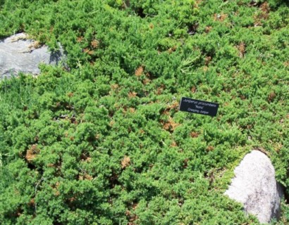 Juniperus procumbens ‘Nana’ - jeneverbes