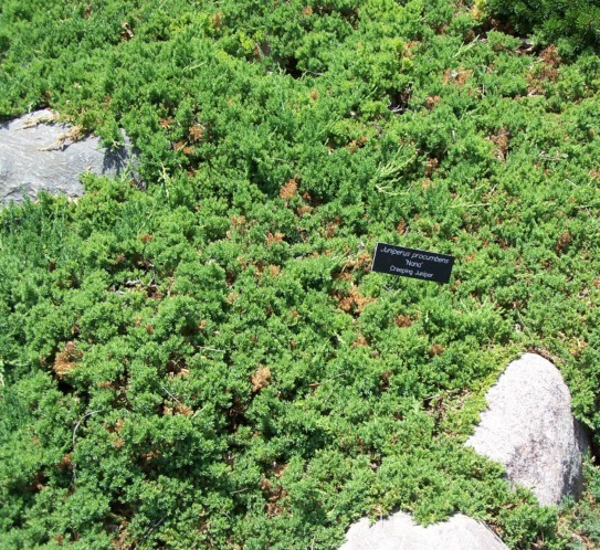 Juniperus procumbens ‘Nana’ - jeneverbes