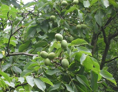 Juglans ‘Broadview’ - walnoot, okkernoot