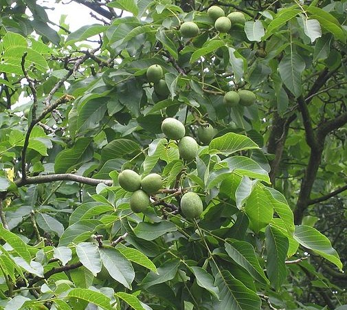 Juglans ‘Broadview’ - walnoot, okkernoot