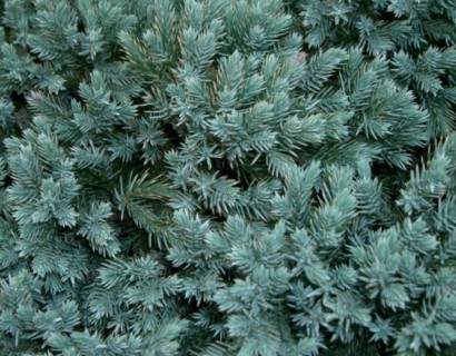 Juniperus squamata ‘Blue Star’ - jeneverbes