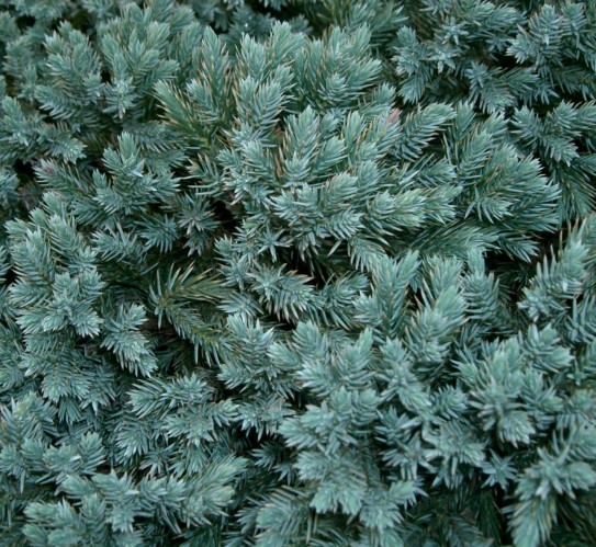 Juniperus squamata ‘Blue Star’ - jeneverbes