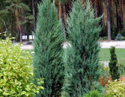 Juniperus virginiana ‘Blue Arrow’ - jeneverbes