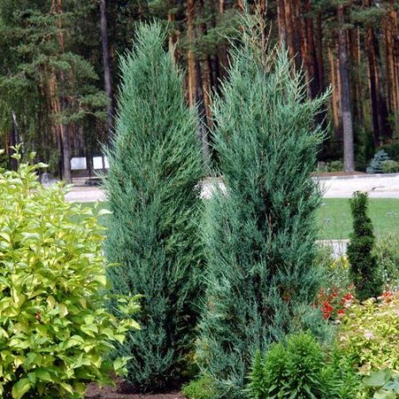 Juniperus virginiana ‘Blue Arrow’ - jeneverbes