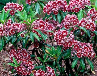 Kalmia latifolia ‘Pinwheel’ - lepelstruik