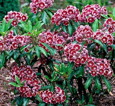 Kalmia latifolia ‘Pinwheel’ - lepelstruik