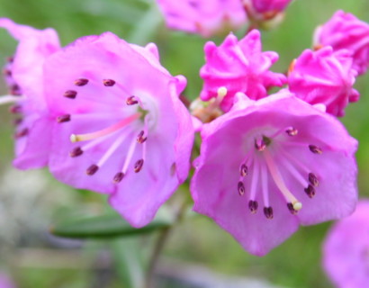 Kalmia polifolia - lepelstruik